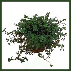 Afbeelding van Muehlenbeckia P12